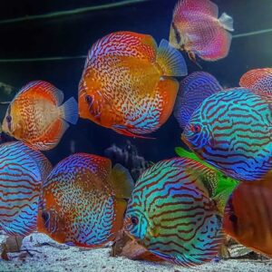 Discus