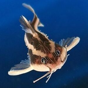 Catfish