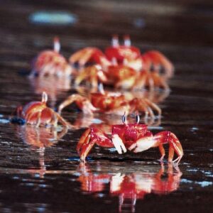Crabs & Lobsters