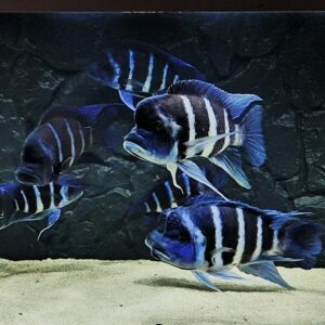 Cichlids