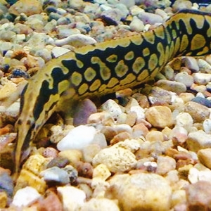 Eels