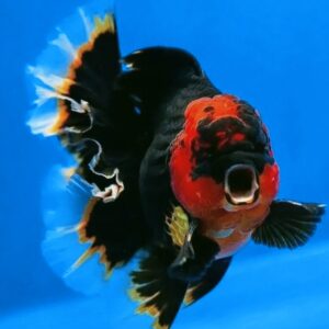 Gold Fish