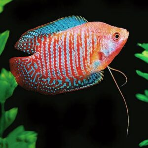 Gourami