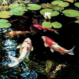 Koi Carps
