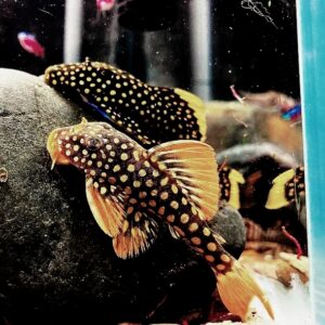 L-Series Pleco