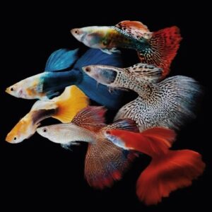 Livebearers