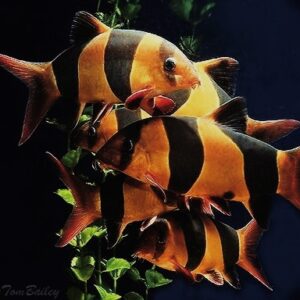 Loaches & Algae Eaters