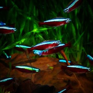 Nano Fishes
