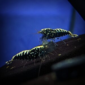 Shrimps