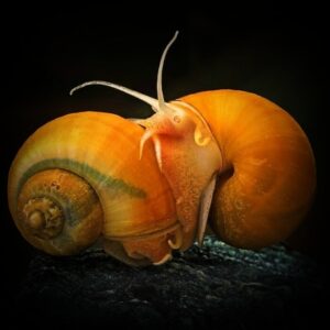 Snails
