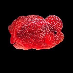 Flowerhorn