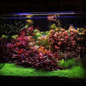 Aquatic Plants