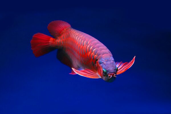 Majestic Arowana Fish – The King of Aquariums